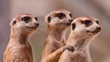 5 Animals That Behave