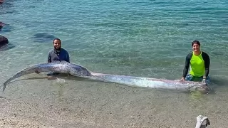 Can Oarfish Really Predict Disasters? The Mystery Finally Solved