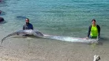 Can Oarfish Really Predict