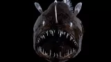 How Do Anglerfish Survive