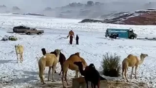 Rare Saudi Desert Snowfall
