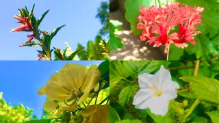 Preserving the Vanishing Petals