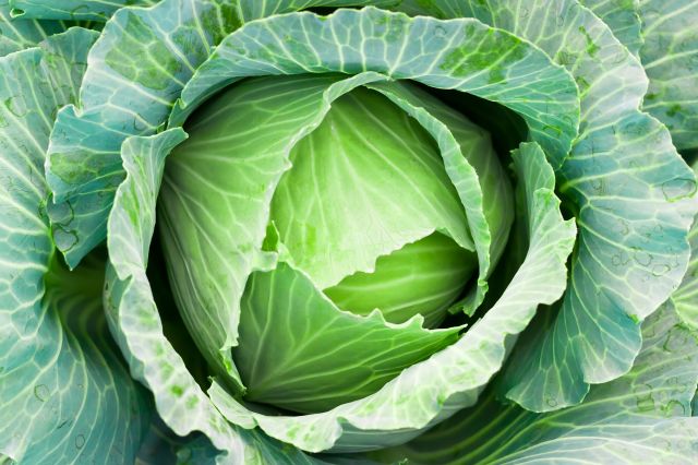Cabbage Picture
