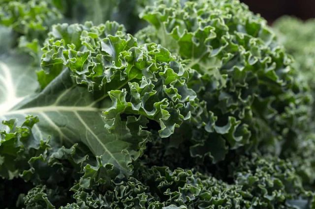 Kale Picture