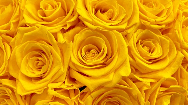 rose Picture