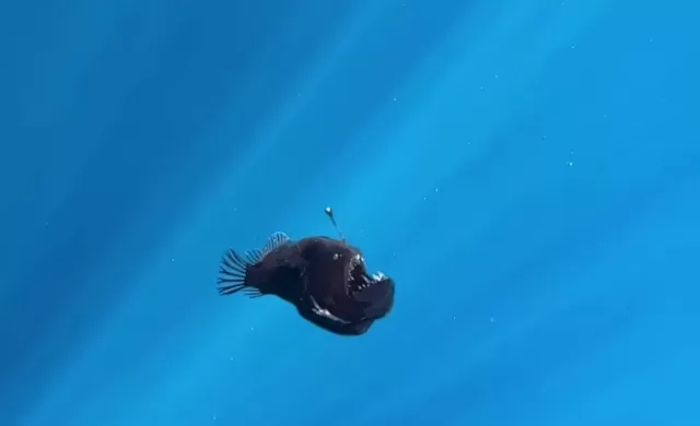 angler fish Picture