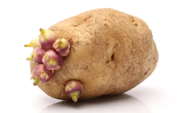 GMO Foods Picture