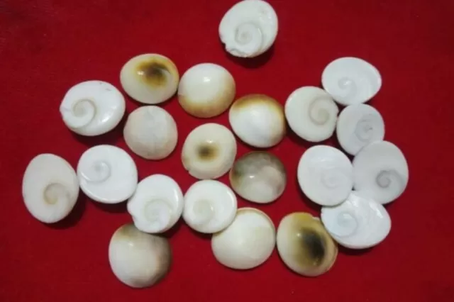 gomti chakra Picture