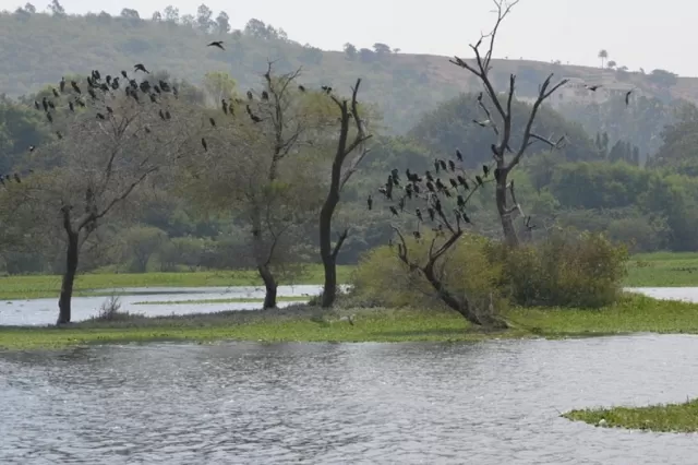 Pashan Lake Picture