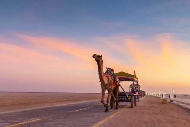 Rann of Kutch Picture