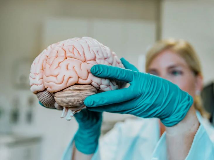 human brain Picture