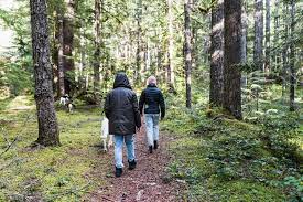 A Walk in the Woods Picture