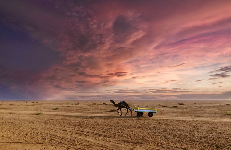 Rann of Kutch Picture