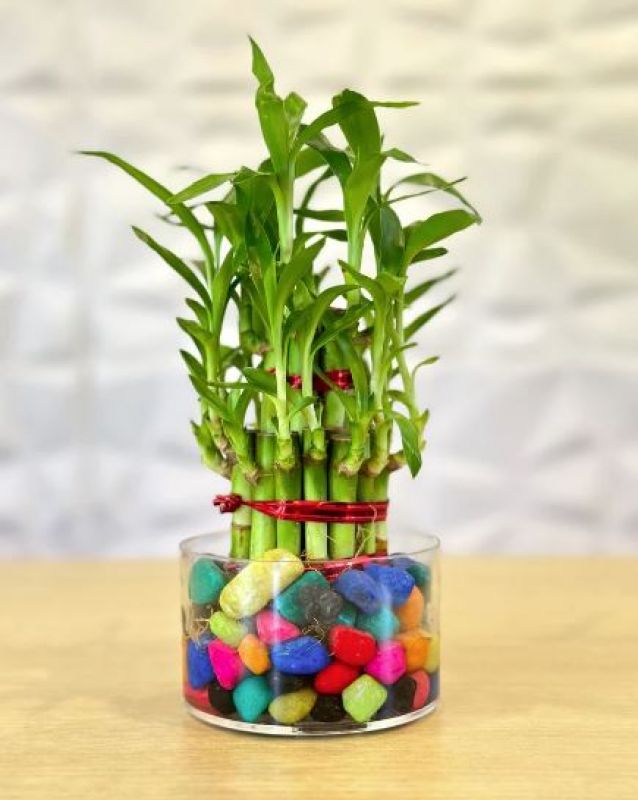 lucky bamboo Picture