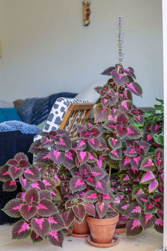 Coleus Picture