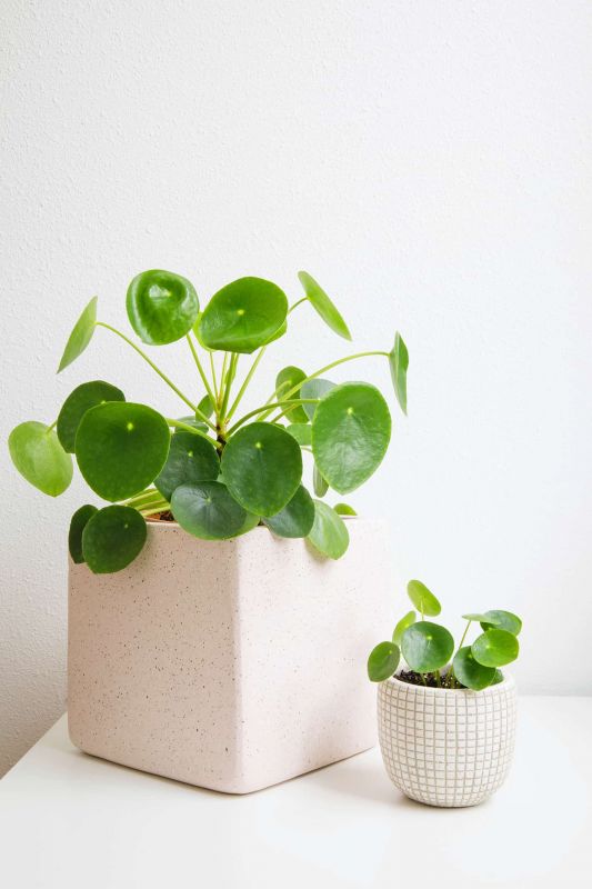 Pilea Picture