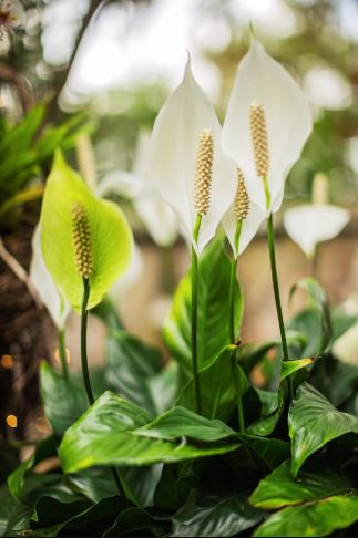 Peace Lily Picture