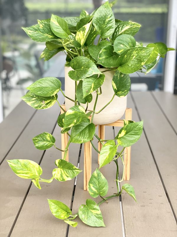 Golden Pothos Picture