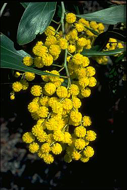 The Golden Wattle Picture