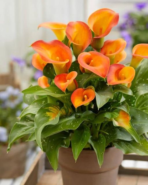 Calla Lily Picture