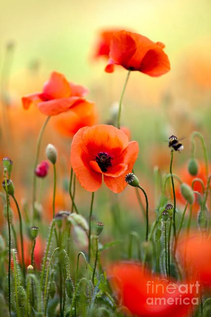 Red Poppy Picture