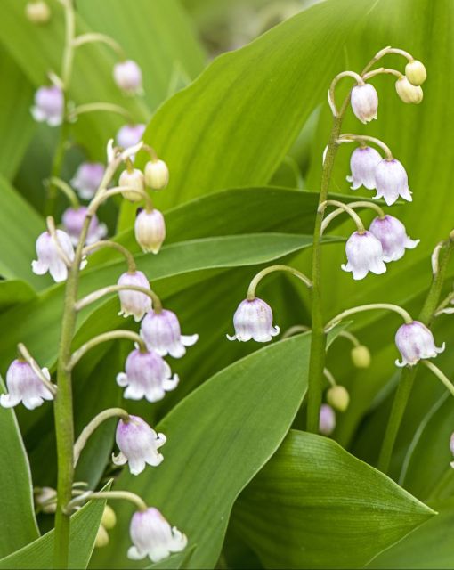 Lily-of-the-Valley Picture