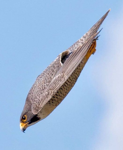 peregrine falcon Picture