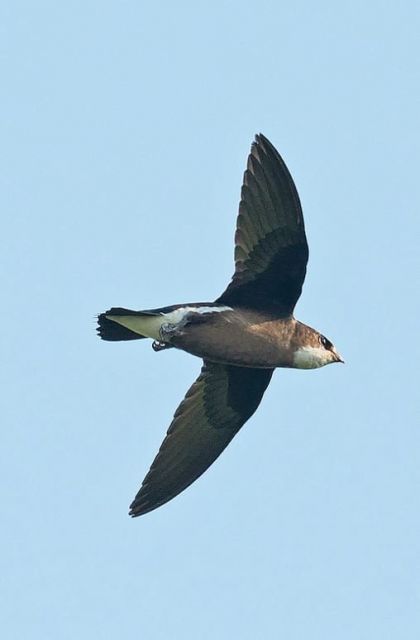 White Throated Needletail Picture