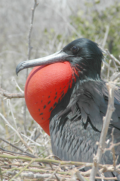 Frigate Bird Picture