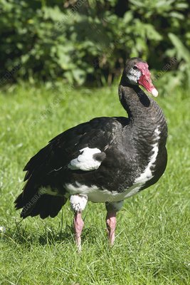 Spur-Winged Goose Picture