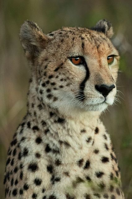 Cheetah Picture