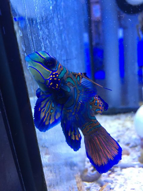 mandarin goby Picture