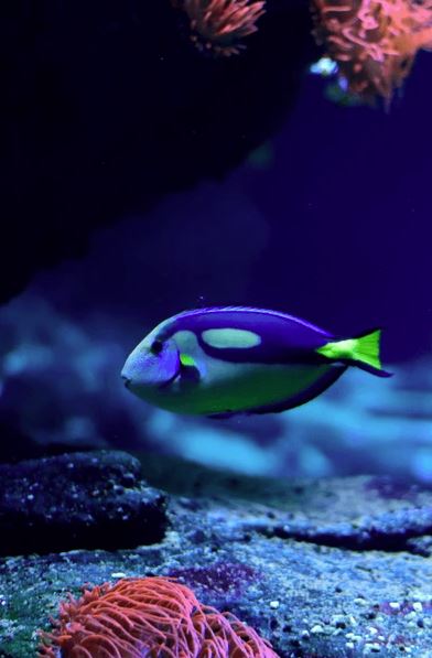 Regal Tang Picture