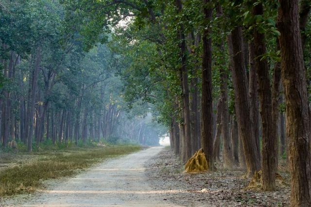 Jim Corbett Picture