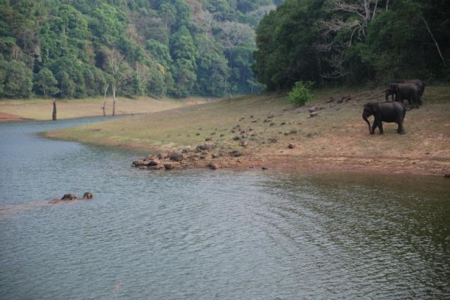 Periyar Wildlife Sanctuary Picture