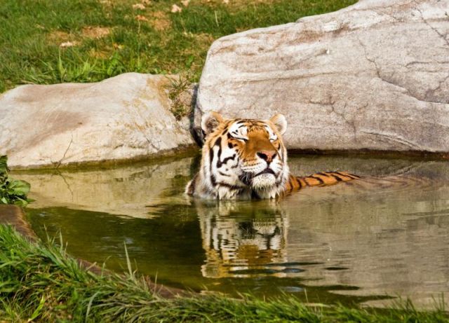 Sunderbans National Park Picture