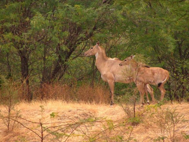 Pench National Park Picture