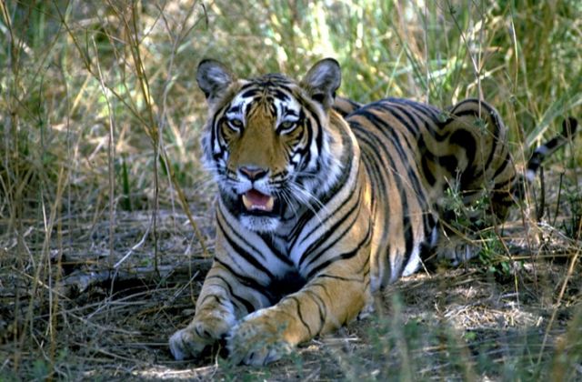 Sawai Madhopur Picture