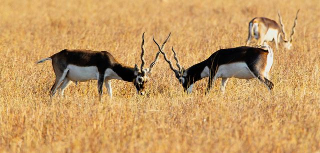 Blackbuck National Park Picture
