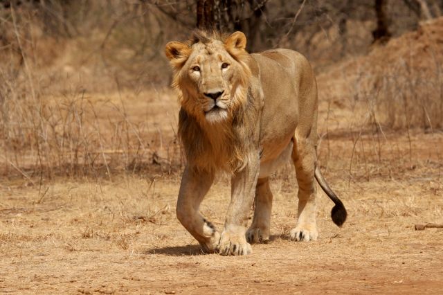 Gir Forest National Park Picture