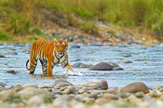 Jim Corbett National Park Picture