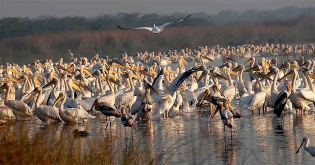 Khijadiya Bird Sanctuary Picture
