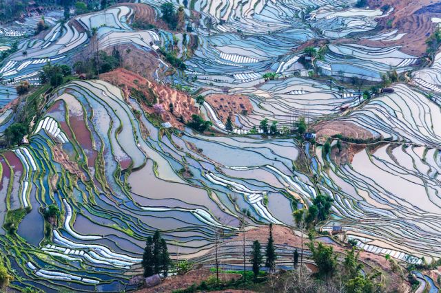Honghe Hani Rice Terraces, China Picture