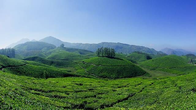 Munnar, Kerala Picture