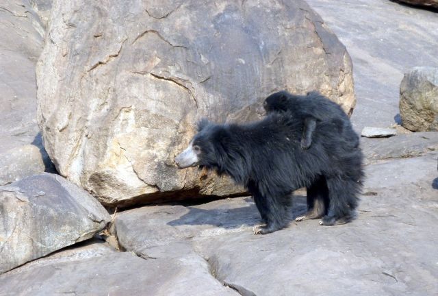 Daroji Sloth Bear Sanctuary Picture