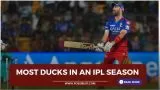 Most ducks in an