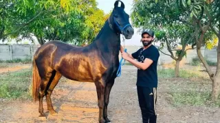 Ravindra Jadeja Net Worth 2025: Salary