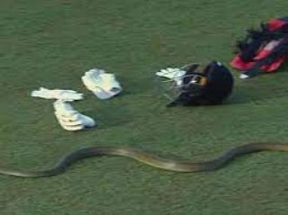 Snake Stops Play in