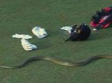 Snake Stops Play in