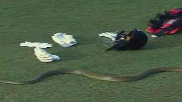 Snake Stops Play in Lanka Premier League